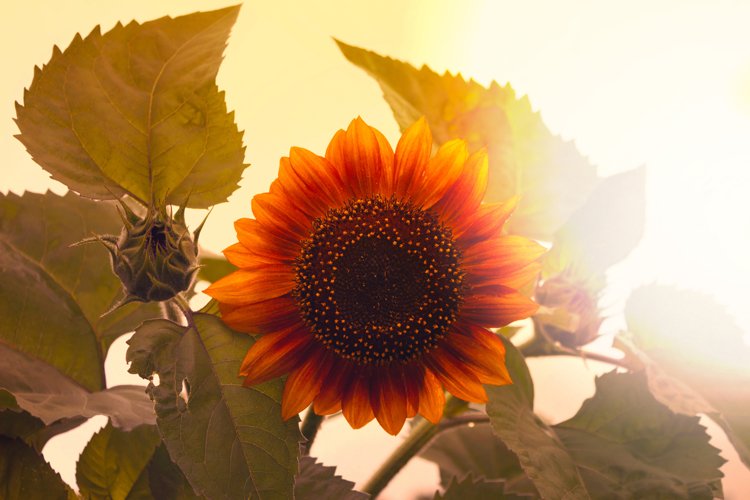 Sunflower Background Image 9