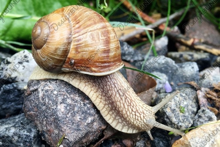 Snail Clipart Image 14
