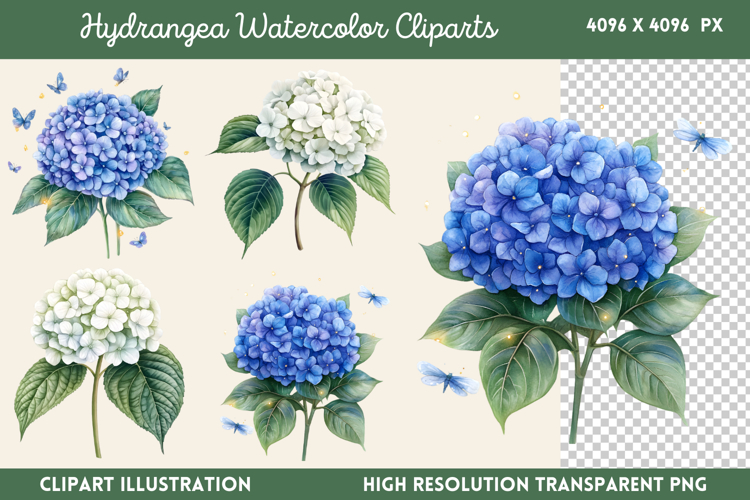 Hydrangea Png Image 3