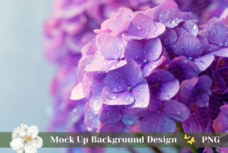 Hydrangea Png Image 13