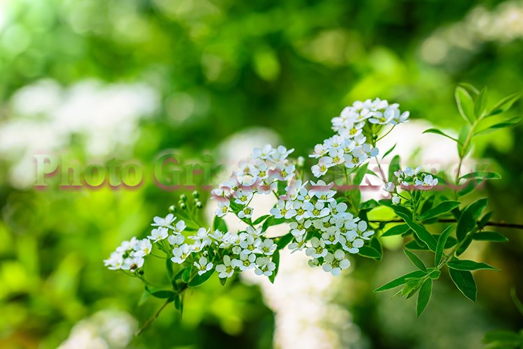 Garden Background Image 13
