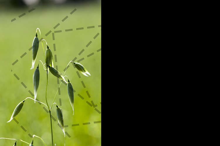 Grass Background Image 24