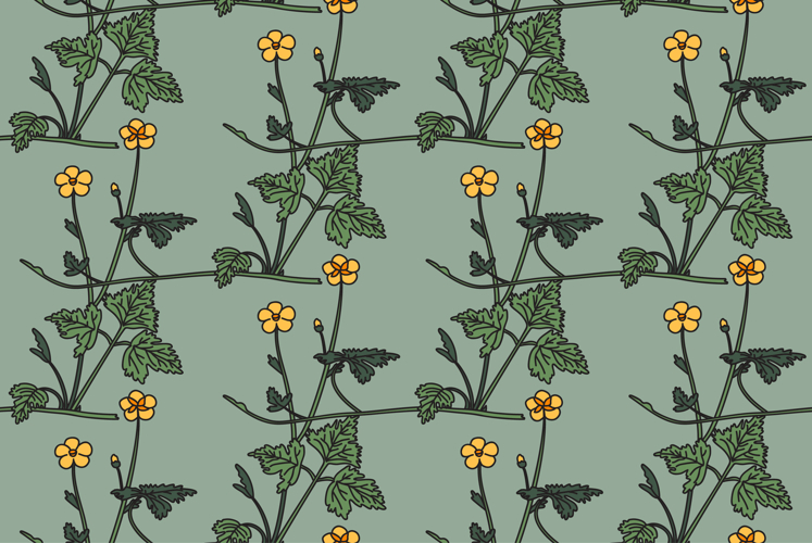 Wildflower Illustration Image 2