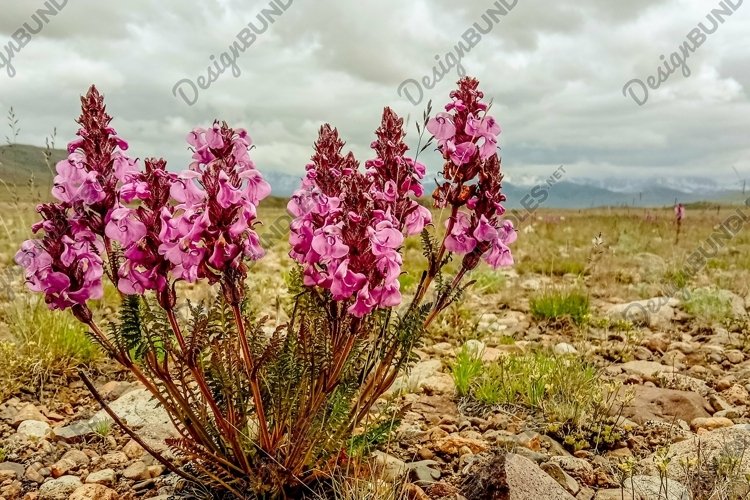 A vertical closeup shot of Pedicularis flowers growing example image 1