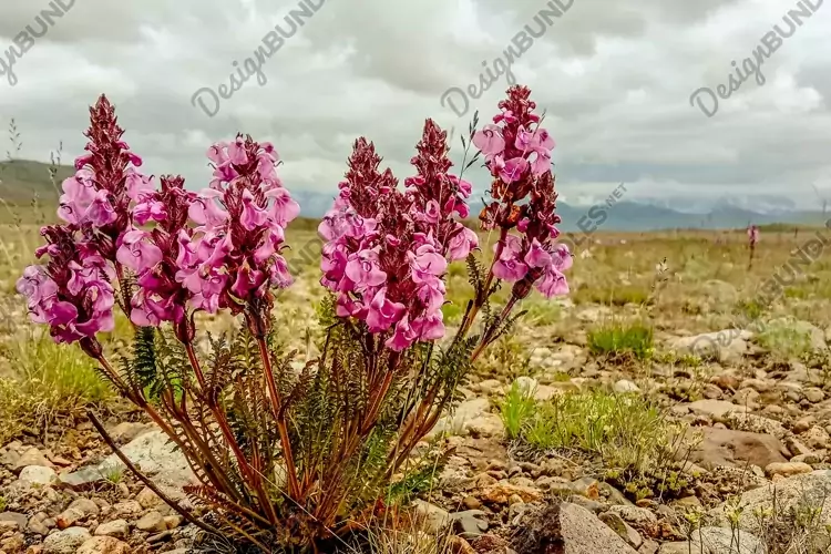 A vertical closeup shot of Pedicularis flowers growing