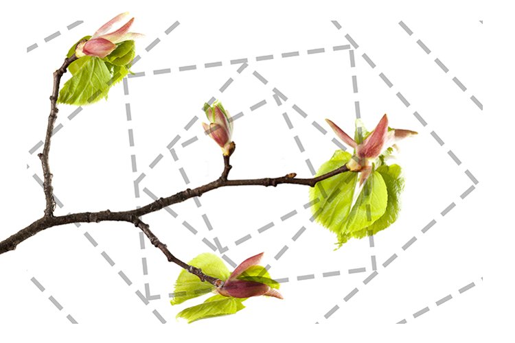 Linden spring