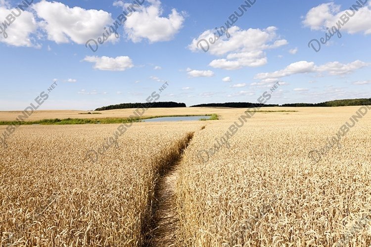 Wheat Clipart Image 21