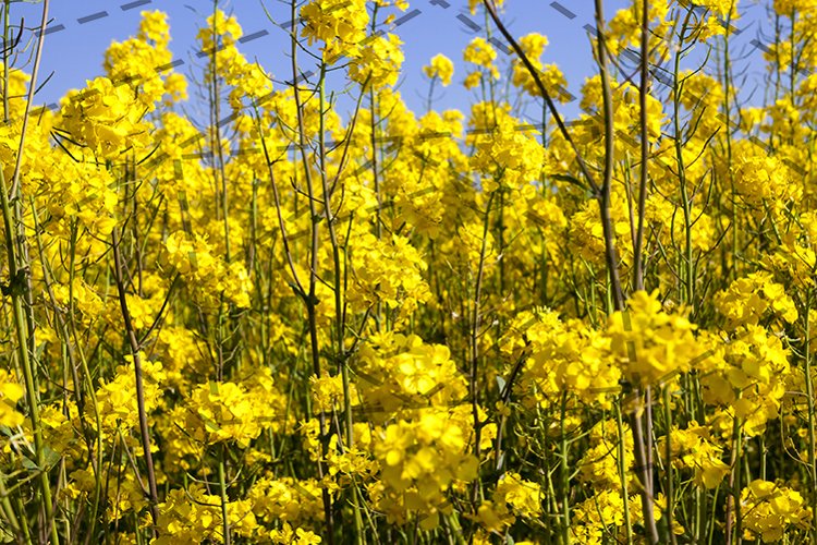Garden Background Image 2