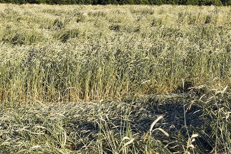 Wheat Clipart Image 22