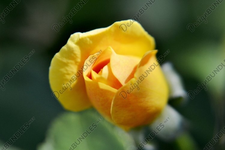 SET different blooming flowers with leaves in natural nature