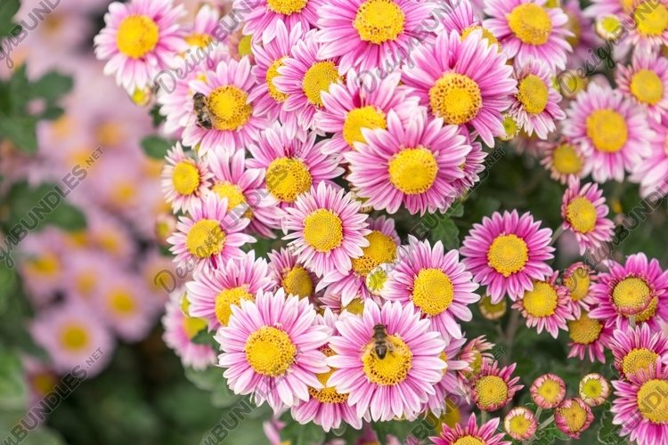 Green Nature Background Image 15