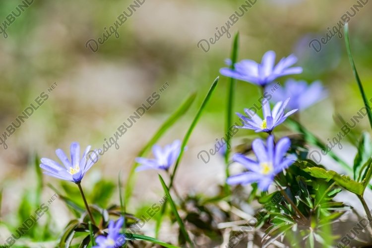 Spring Clipart Image 14