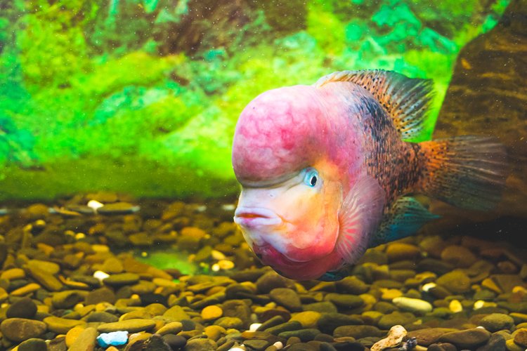Red Parrot Cichlid in the water in an aquarium example image 1