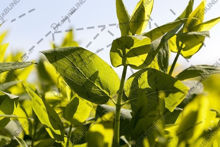 Garden Background Image 7