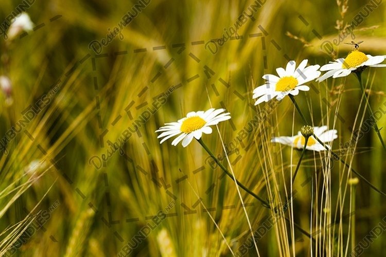 Wheat Clipart Image 4