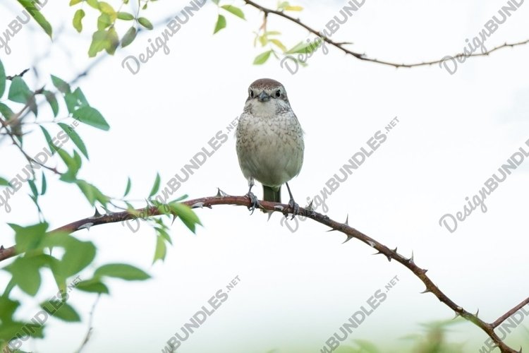 Feather Clipart Image 7