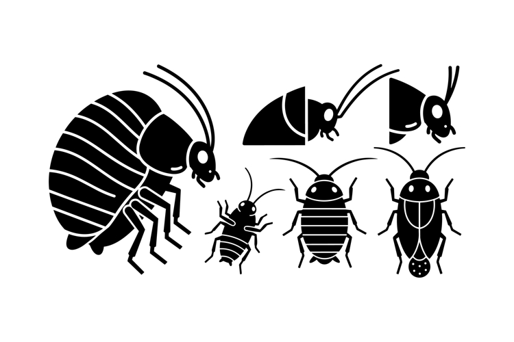 Insect Illustration Image 20