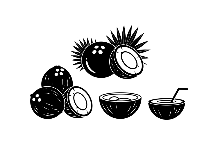 Coconut Illustration Image 5