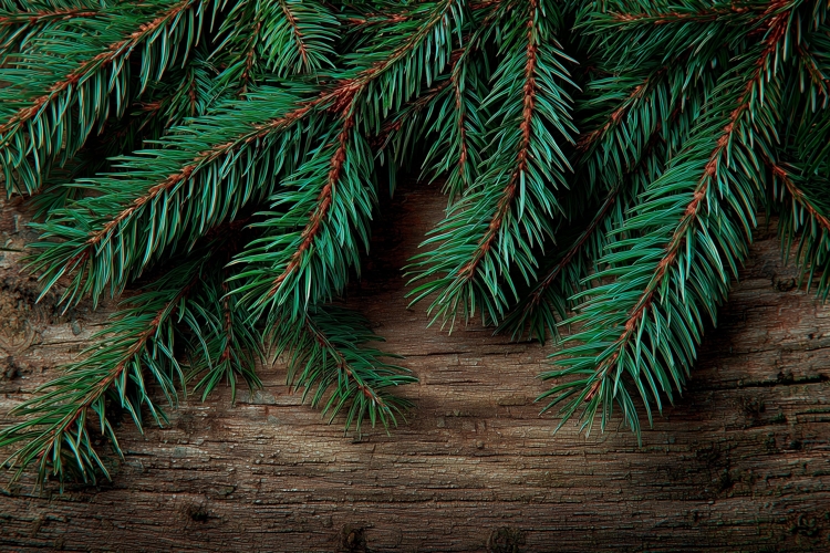 Wooden Background, Pine Branch Background Design