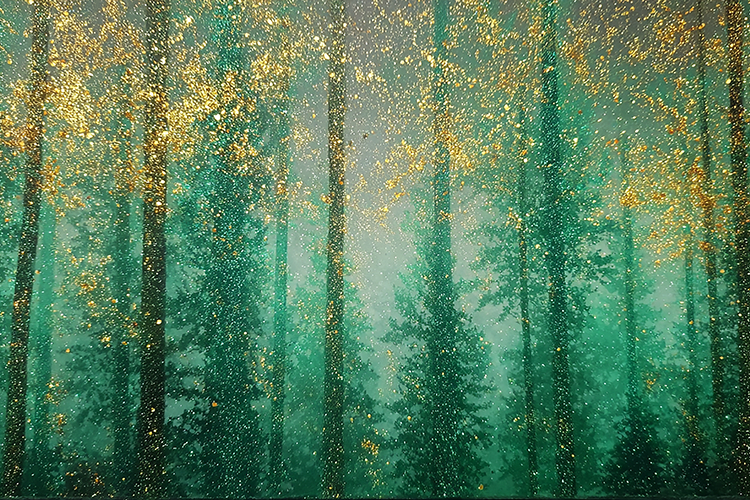 A serene forest landscape with tall trees and golden leaves