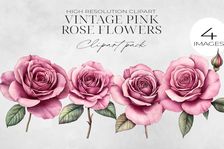 Pink Rose Png Image 7