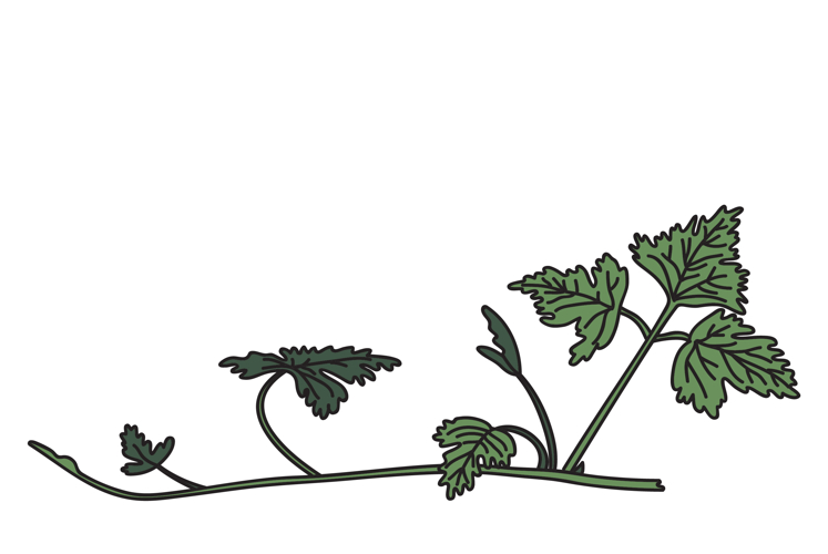Botanical grapevine isolated on white background. Hand drawn example image 1