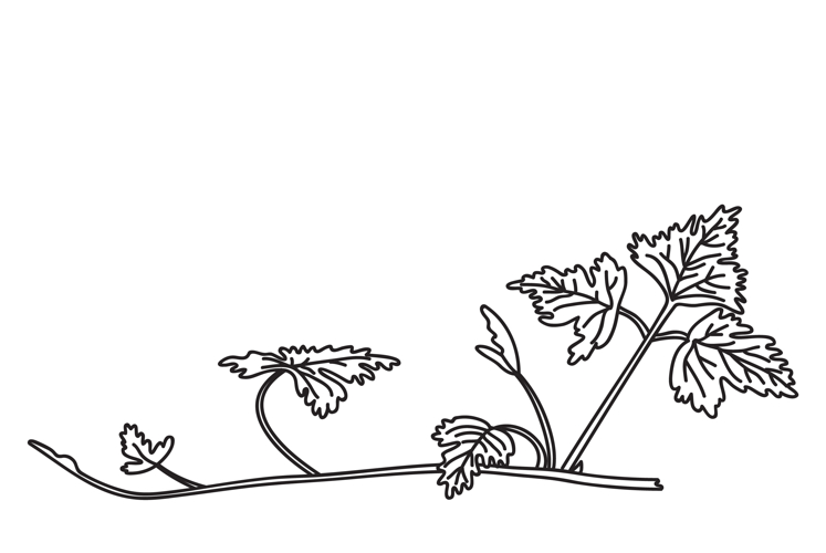Line art botanical grapevine isolated on white background