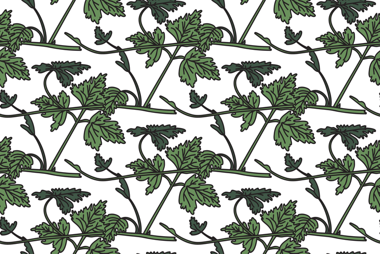 Vine Clipart Image 17