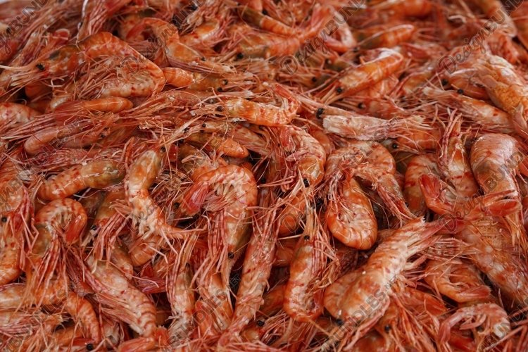 Shrimp Clipart Image 17