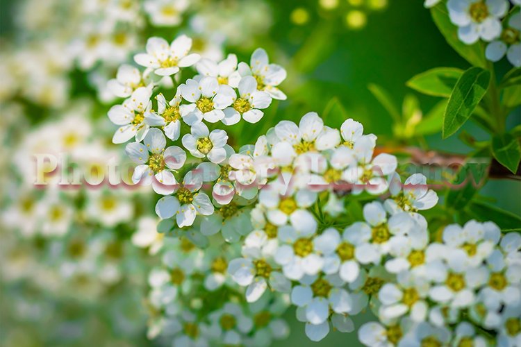 Garden Background