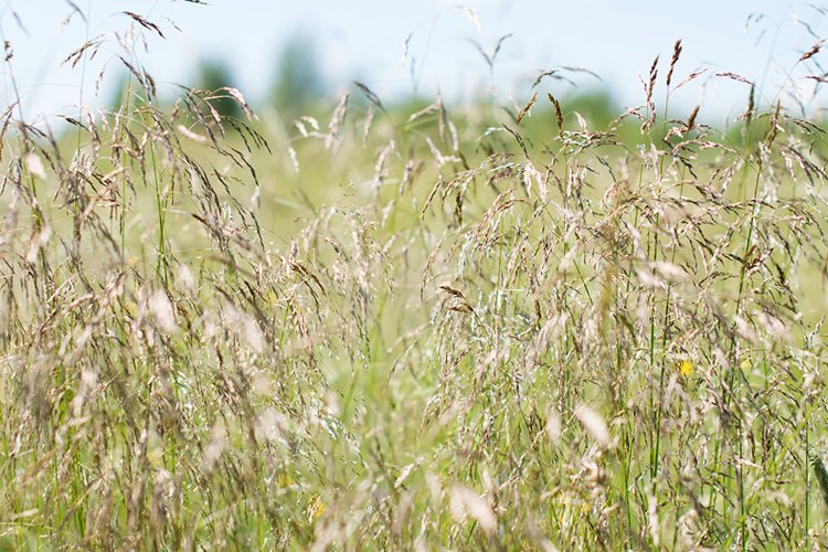 Wheat Clipart Image 8