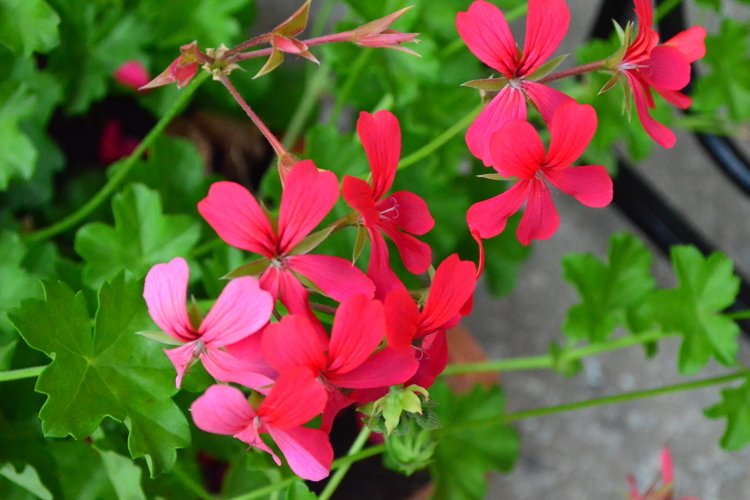 blooming flowers in the garden