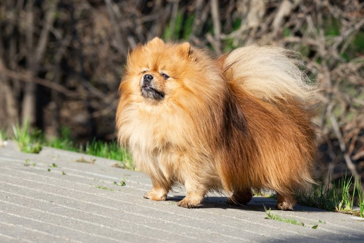 Puppy Clipart Image 5