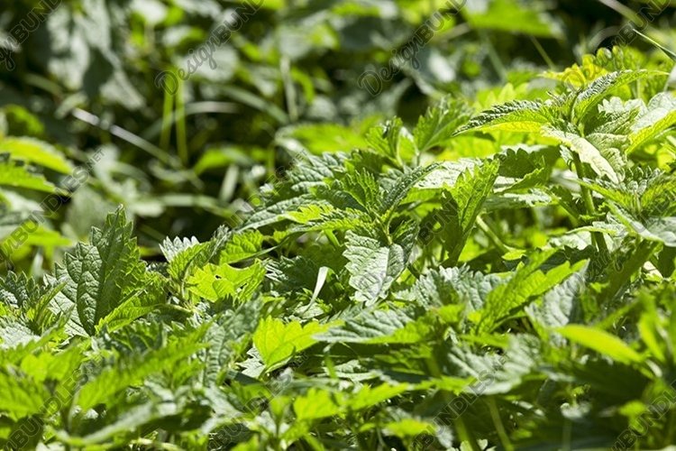 green young nettle