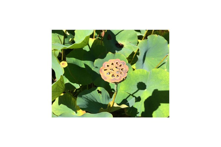 Water Lilies on Pond example image 1