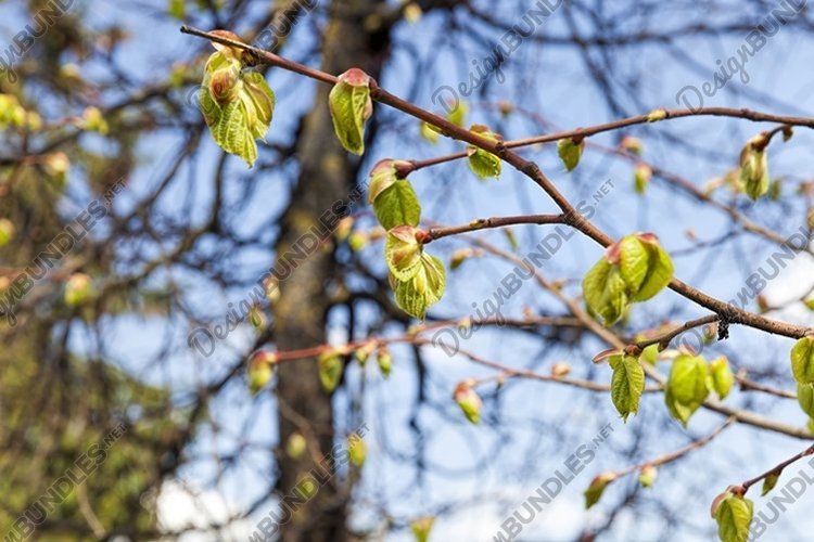 the first young leaves on trees example image 1