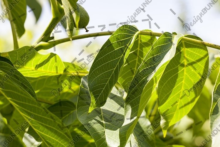Walnut leaf in spring