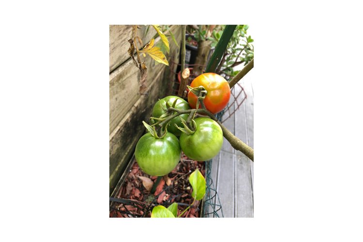 Ripe and Unripe Tomato Fruit and Plant example image 1