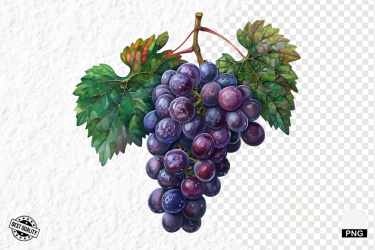Grape Vine Clipart Image 13