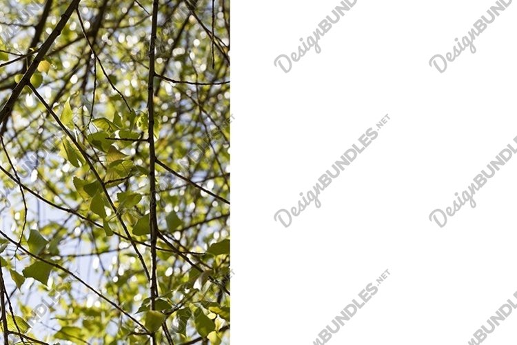 Spring Clipart Image 21