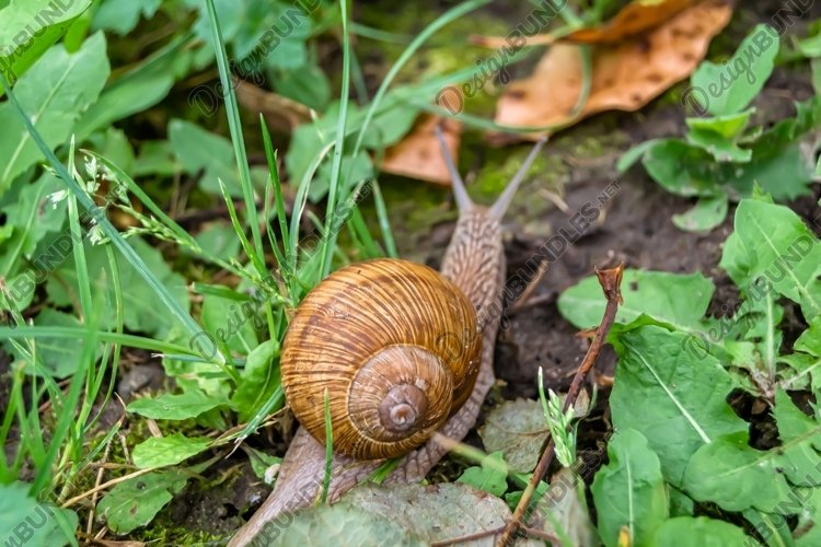 Snail Clipart Image 8