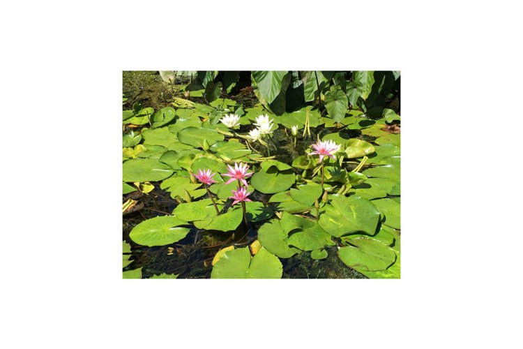 Water Lilies example image 1