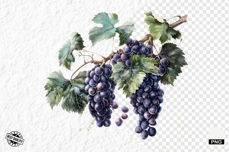Grape Vine Clipart Image 20