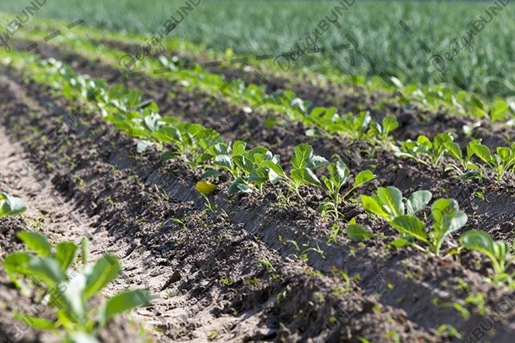 Vegetable Garden Clipart Image 12
