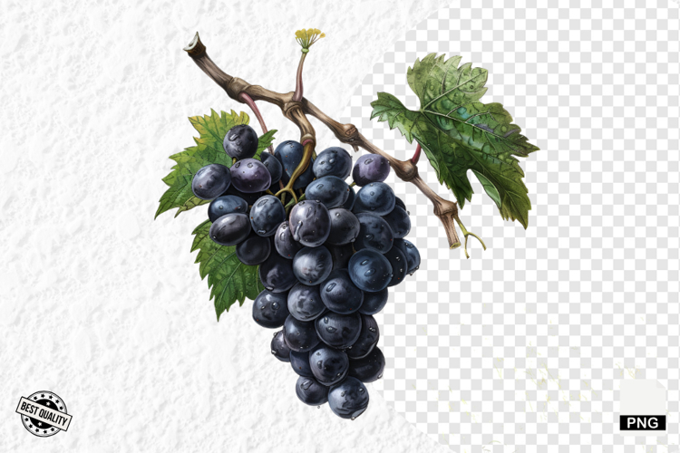 Grape Vine Clipart Image 19