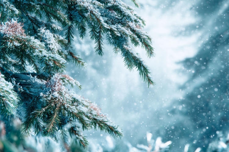 Winter Pine Branch Background PNG, Winter Background Design