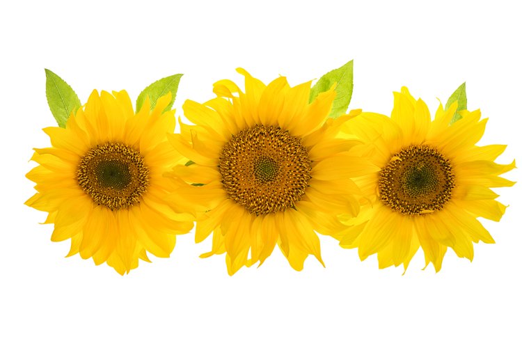 Sunflower Background Image 15