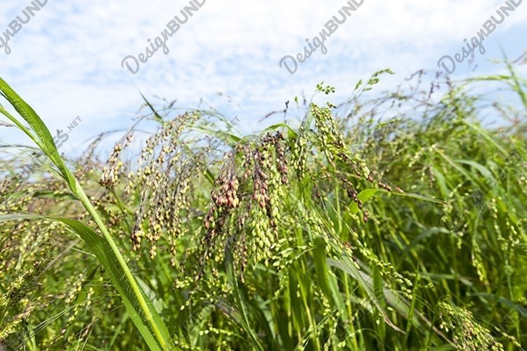 Wheat Clipart Image 5