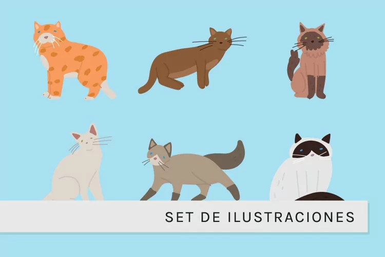 Set de Gatos Coloridos
