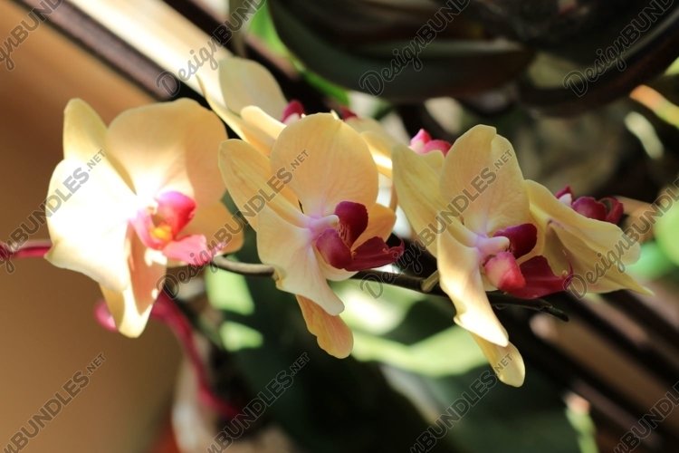 blooming yellow Orchid example image 1